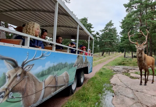 Viltsafari